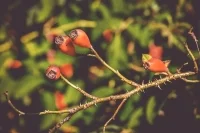 Врач рассказала, какими съедобными ягодами можно отравиться