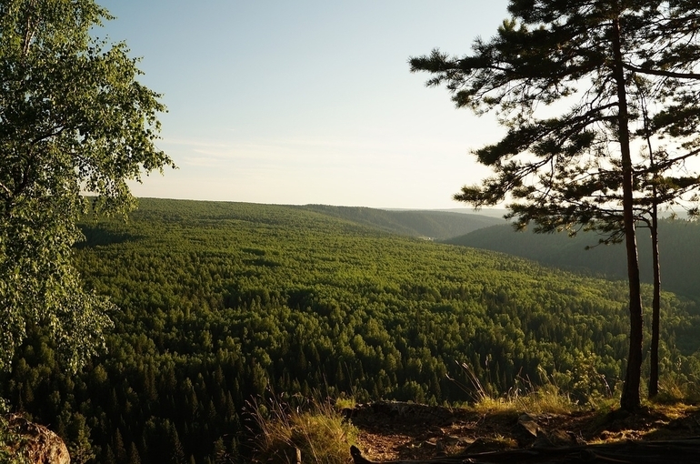 Контроль за охраной лесов предложили вернуть на федеральный уровень