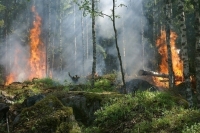 В России за сутки потушили 51 лесной пожар 