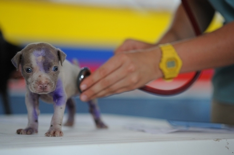 Минсельхоз поддержал идею лечить животных лекарствами для людей