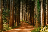 Кабмин продумает передачу полномочий по охране лесов на федеральный уровень