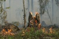 Из-за лесных пожаров в Якутии ввели режим ЧС межрегионального характера