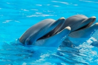 Кабмин временно запретил вывозить из России китов и дельфинов