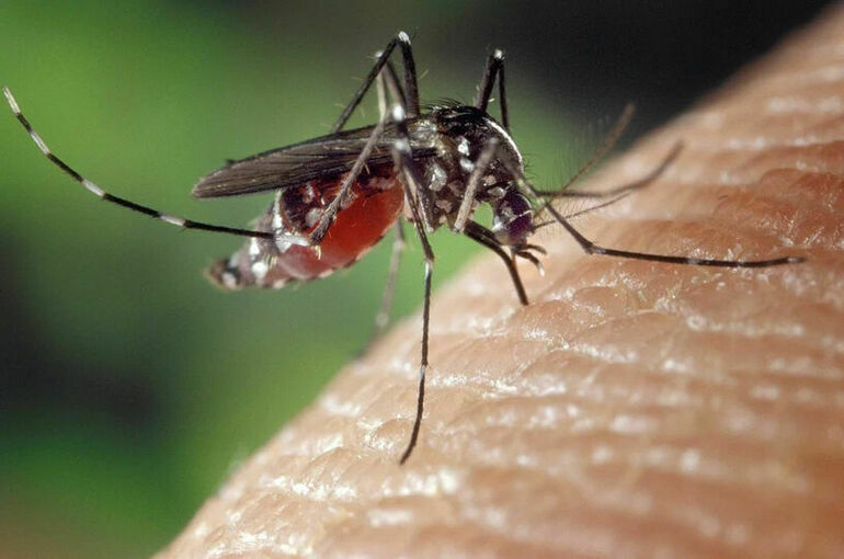 Роспотребнадзор рассказал о передаче инфекций через комариные укусы