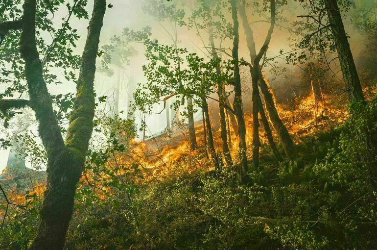 Пройденная огнем площадь в лесах Марий Эл увеличилась почти до 900 гектаров