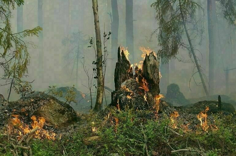 В российских регионах ликвидируют лесные пожары на площади почти 1,1 млн га