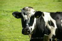 Госдума рассмотрит проект об ужесточении контроля за антибиотиками в животноводстве