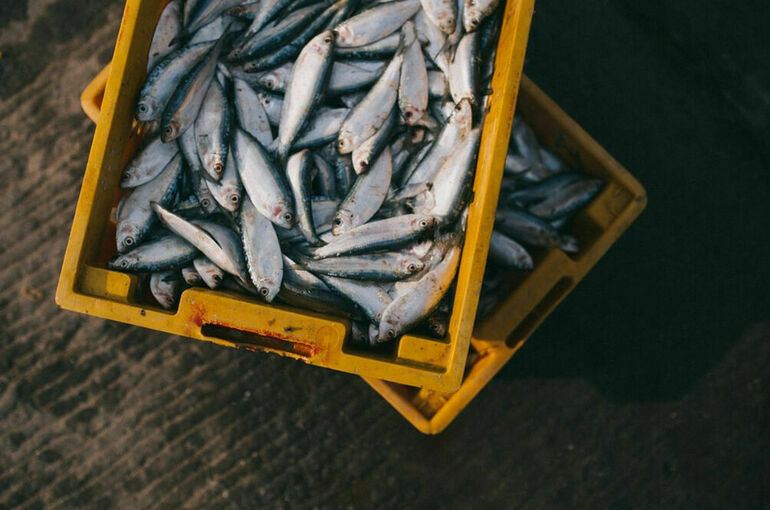 Рыбу проследят от улова до поставки