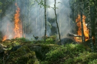 За сутки в России потушили 75 природных пожаров