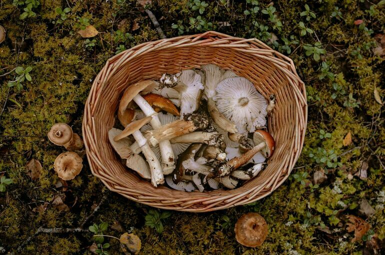 Как сходить за грибами и остаться живым