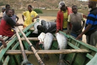 В Конго 12 человек погибли из-за утечки токсичных отходов с алмазного рудника