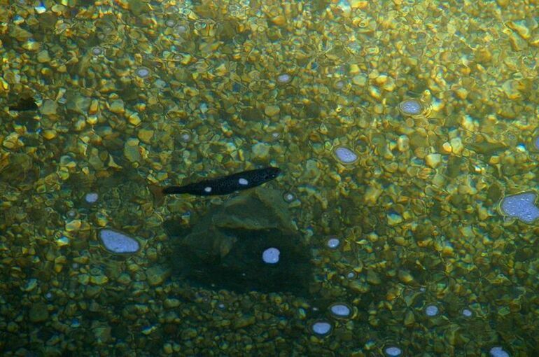 Ставку НДС для живой пресноводной и морской форели уравняют