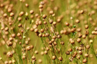 В Забайкальском крае будут собирать больше льна