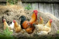 Минсельхоз: ситуация на рынке птицеводческой продукции стабильная