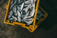 На Дальнем Востоке будут перерабатывать больше рыбы