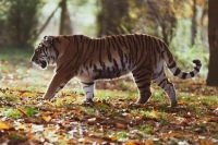 В Минприроды заявили о риске исчезновения 13 видов животных