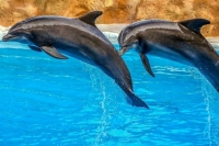 Экспорт китов и дельфинов из России запретят на полгода