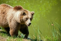 В Иркутске сообщили о появлении медведей рядом с населенными пунктами