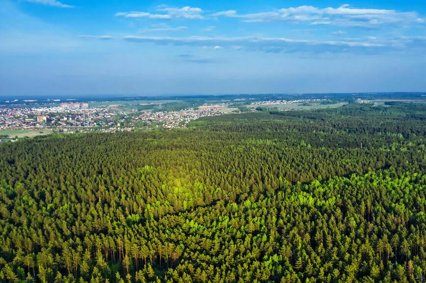 Вид с высоты птичьего полёта на сосновый лес, окружающий город. Бердск, Новосибирская область, Западная Сибирь