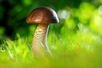 В Роспотребнадзоре рассказали о правилах сбора грибов