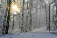 В Росгидромете спрогнозировали тёплую зиму в ряде регионов страны 