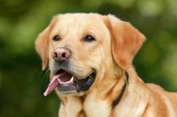 Суд в США не признал фамилии и адреса владельцев собак персональными данными