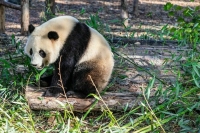В Китае подсчитали количество заповедников и панд