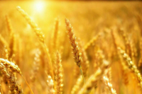 Минсельхоз намерен ввести отдельную квоту на экспорт пшеницы