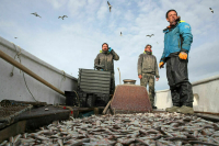 Выдачу разрешений на вылов рыбы предлагают упростить