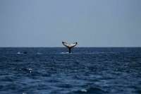 Госдума приняла в первом чтении проект о запрете вылова китов и дельфинов