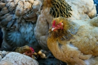 Режим ЧС вводится в двух поселках Тюменской области из-за птичьего гриппа