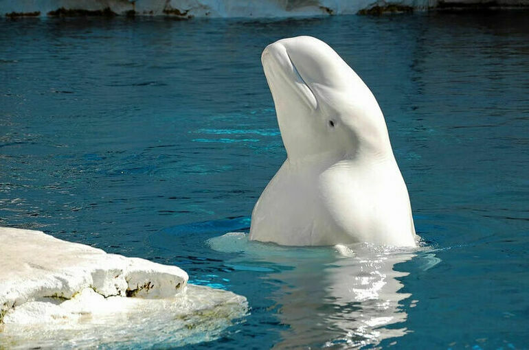 Депутаты предложили запретить вылов китов в культурно-просветительских целях