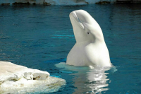 Депутаты предложили запретить вылов китов в культурно-просветительских целях