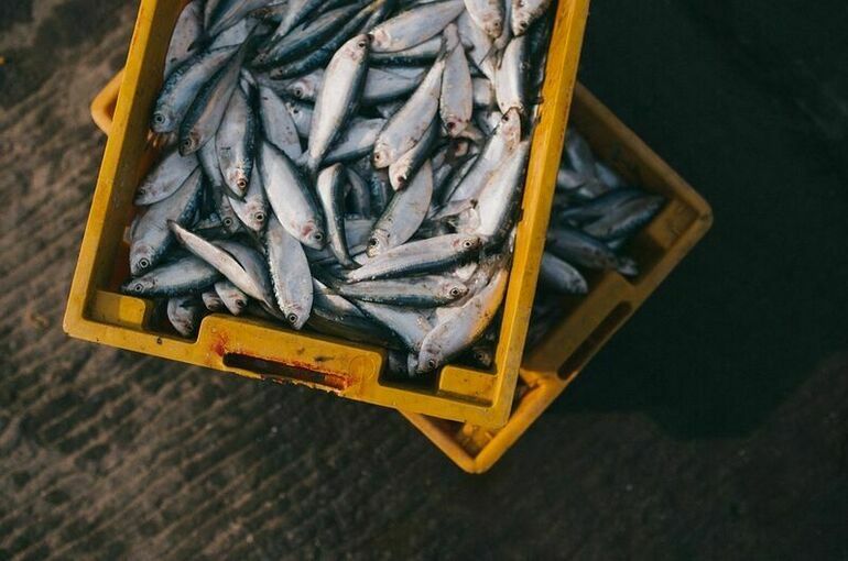 Митин назвал главный акцент закона о рыбопереработке