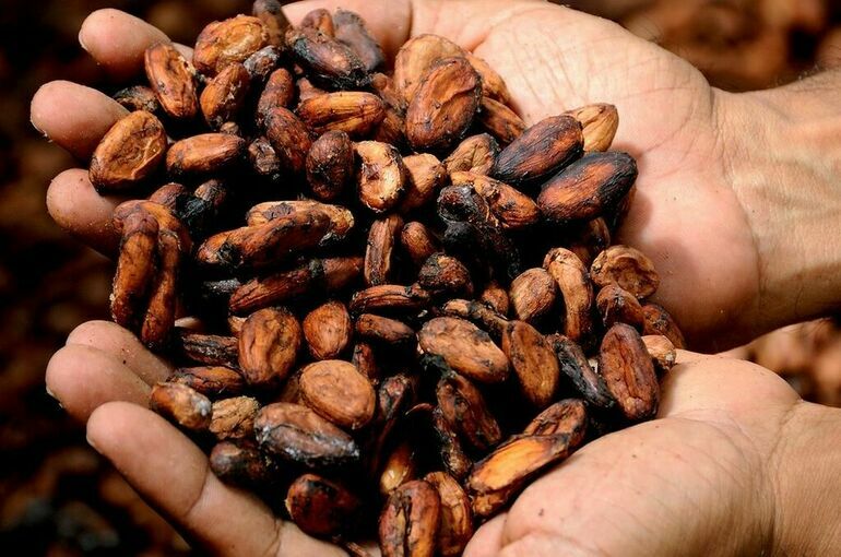 На ввоз какао-продуктов могут установить нулевые пошлины