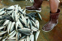 В кабмине проработают снижение стоимости автоперевозок рыбы в рамках Севморпути