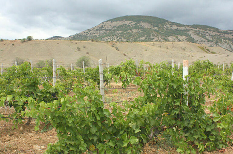 Покупателей импортных саженцев винограда поддержат субсидиями