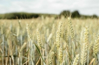 В Крым и Севастополь будут доставлять пшеницу по льготному тарифу