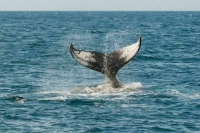 Вылов китов и дельфинов предложили запретить