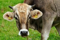 Виновных в вспышках болезней скота хотят лишать компенсации за животных