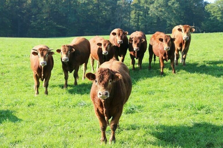 Фермерам разрешат выращивать племенных бычков
