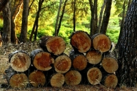 Кубань получила свой «Лесной кодекс»