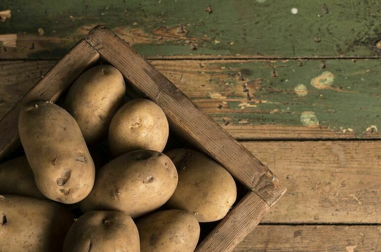 В России вывели новые сорта картофеля — в два раза урожайнее традиционных