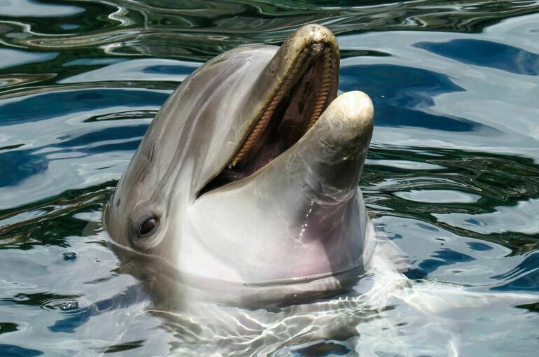 На вылов китов и дельфинов хотят наложить запрет