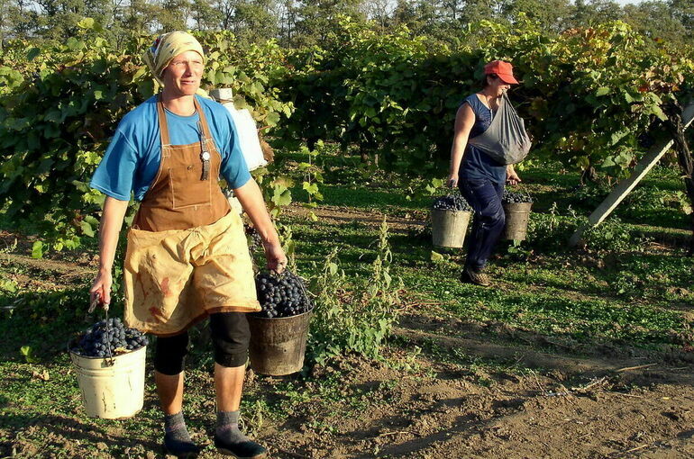 Кабмин утвердил правила господдержки виноградарей в рамках отраслевого федерального проекта