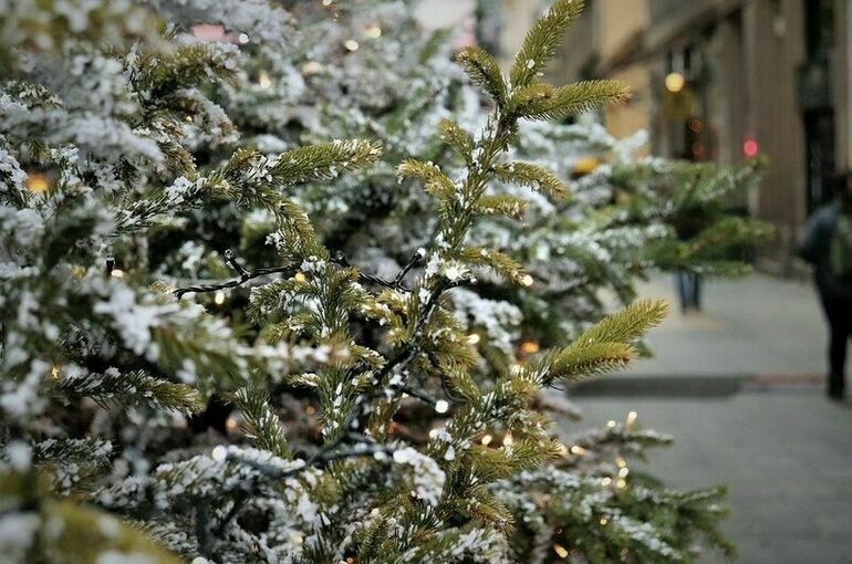 Главную новогоднюю ёлку для Соборной площади Кремля спилили в Щёлкове