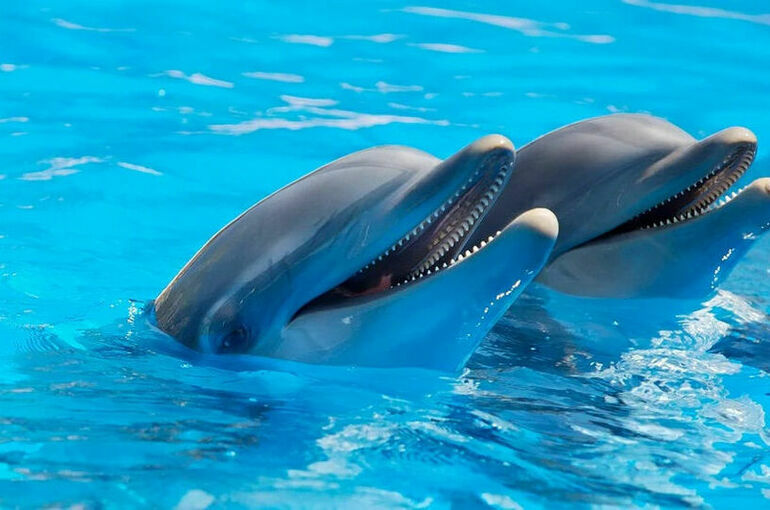 Госдума запретила вылов китов и дельфинов