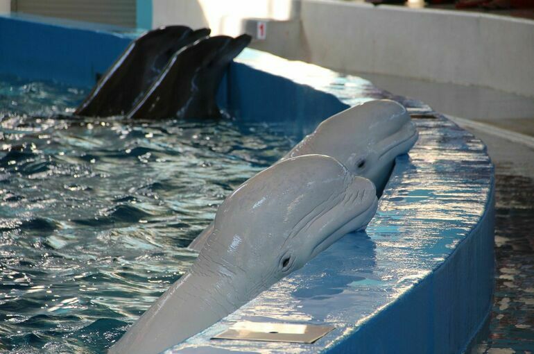 Проект о запрете вылова морских млекопитающих для дельфинариев внесён в Госдуму