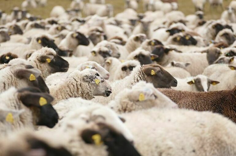 В корма для животных запретят добавлять антибиотики при отсутствии фармлицензии