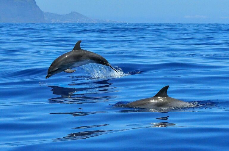 Промышленный вылов китов и дельфинов хотят запретить